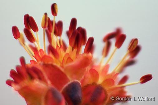 Tree Bud Closeup_47911.jpg - Photographed near Ottawa, Ontario - the Capital of Canada.